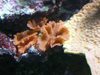 actinodiscus oranges